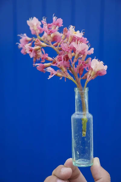 Eine Rote Wildblume Einer Retro Glasflaschenvase Auf Blauem Wandhintergrund — Stockfoto