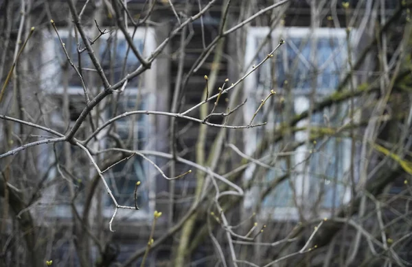 特写镜头 有选择的重点 美丽盛开的春树和窗户的枝条 — 图库照片