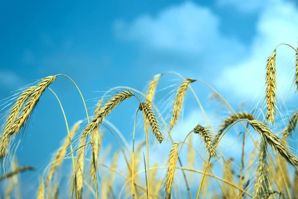 Spighe Grano Dorato Che Crescono Sul Campo — Foto Stock