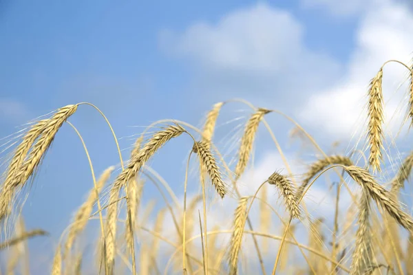 Gold Wheat Ears Growing Field — Stock Photo, Image
