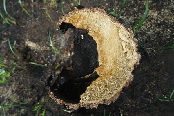 Ağaç Kütüğü Orman Yangınları Yanmış Ağaçla Orman Yangını — Stok fotoğraf