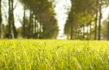 Bulanık park geçmişi, bahar ve yaz konsepti olan yeşil çim tarlasını veya çayırı kapat. 