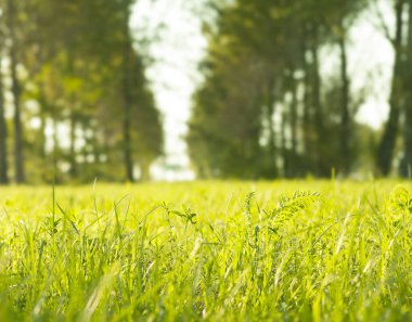 Bulanık park geçmişi, bahar ve yaz konsepti olan yeşil çim tarlasını veya çayırı kapat. 