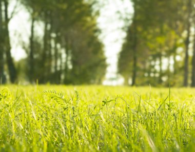 Bulanık park geçmişi, bahar ve yaz konsepti olan yeşil çim tarlasını veya çayırı kapat. 