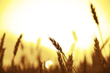 sahada büyüyen altın buğday kulaklar 