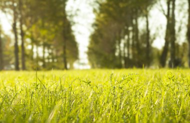 Bulanık park geçmişi, bahar ve yaz konsepti olan yeşil çim tarlasını veya çayırı kapat. 