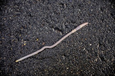 Yağmur birikintisinde uzun solucanlar. Üst Manzara. Yağmurlu gün.