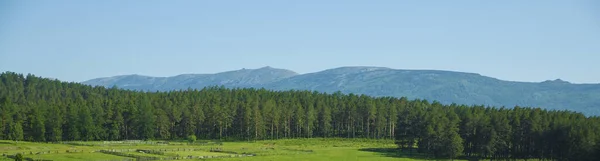 Kiefern Ural Südural Landschaftlich Reizvoll Touristisches Ziel Für Den Sommerurlaub — Stockfoto
