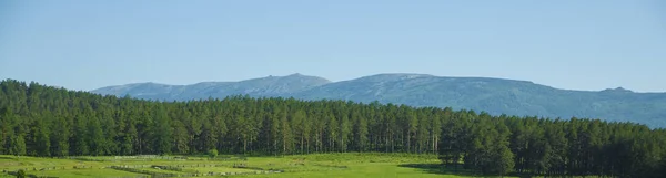 Pins Dans Les Montagnes Oural Dans Sud Oural Paysage Pittoresque — Photo