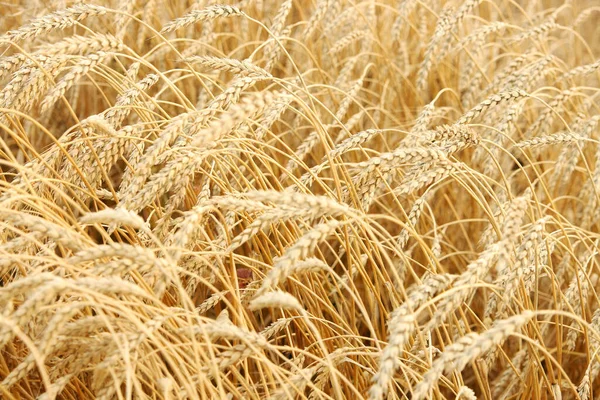 Колосья Пшеницы Поле — стоковое фото