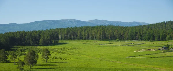 Borovice Uralských Horách Jižní Uralu Scénická Krajina Turistická Destinace Pro — Stock fotografie