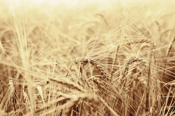 Zlaté Pšenice Uši Roste Poli — Stock fotografie
