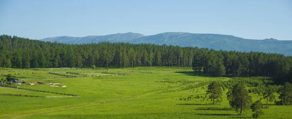 Pins Dans Les Montagnes Oural Dans Sud Oural Paysage Pittoresque — Photo