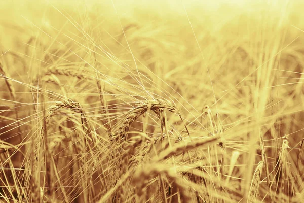 Weizenähren Wachsen Auf Dem Feld — Stockfoto