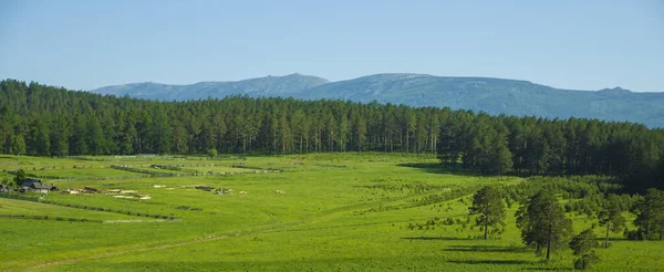Sosny Górach Uralskich Południowym Ural Malowniczy Krajobraz Miejscowość Turystyczna Letnie — Zdjęcie stockowe