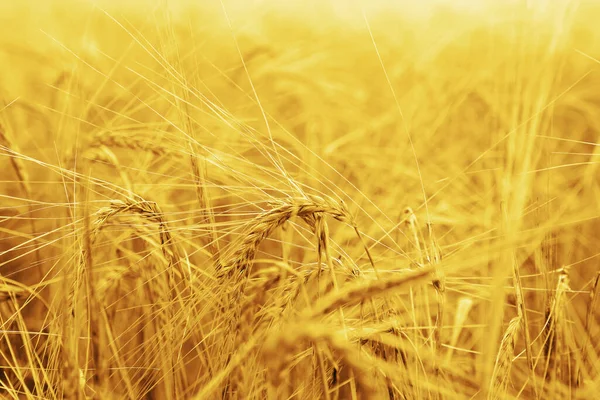 Gold Wheat Ears Growing Field — Stock Photo, Image