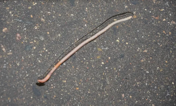 Lange Regenworm Een Regenplas Bovenaanzicht — Stockfoto