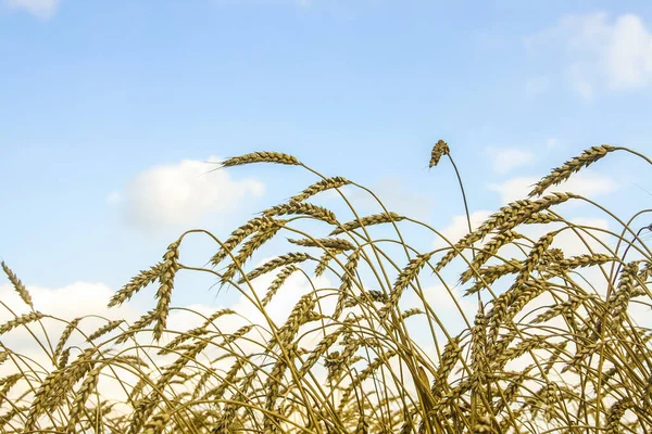 Вуха Золотої Пшениці Ростуть Полі — стокове фото