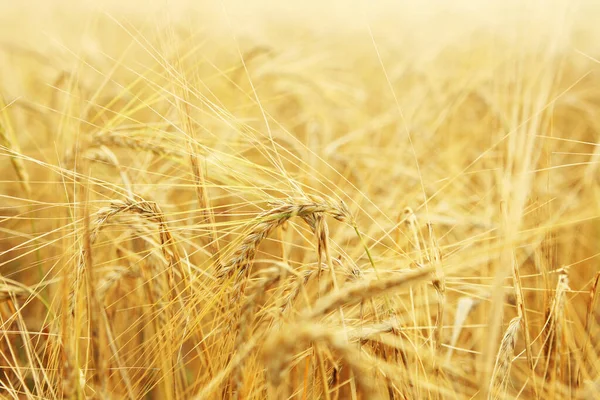 フィールド上に成長金小麦の穂 ロイヤリティフリーのストック写真