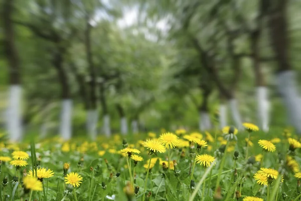 黄色のタンポポと緑の草の牧草地 — ストック写真