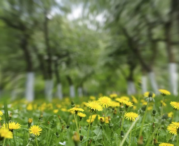 Yellow Dandelions Green Grass Meadow — Stock Photo, Image