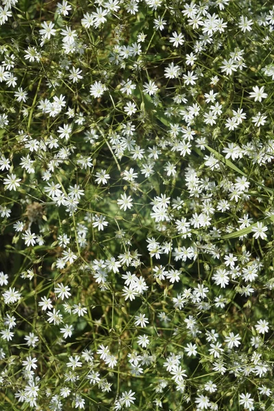 白いカモミールの花の庭園で撮影した 最上階だ 緑の草とカモミールの花 春の季節 — ストック写真