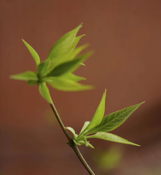 Brotes Durante Primavera Primeros Brotes Primavera Rama Imagen Primer Plano — Foto de Stock