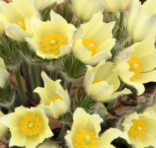 Vilda Vårgula Blommor — Stockfoto