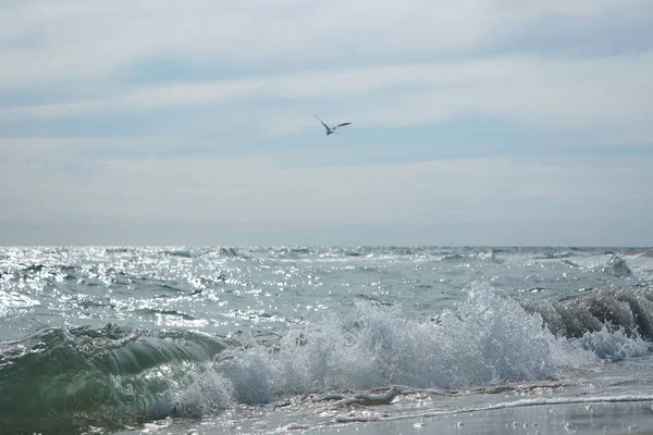 Pássaro Gaivota Voando Acima Água Salpicante Gaivotas Marinhas Sobre Mar — Fotografia de Stock