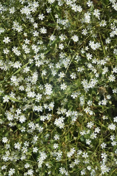 白いカモミールの花の庭園で撮影した 最上階だ 緑の草とカモミールの花 春の季節 — ストック写真