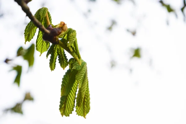 Brunch Zielonymi Liśćmi Kasztanowiec — Zdjęcie stockowe