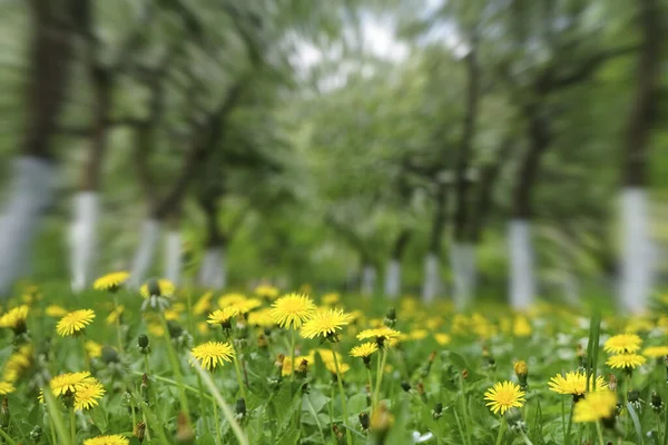 Жовті Кульбаби Зелений Луг — стокове фото