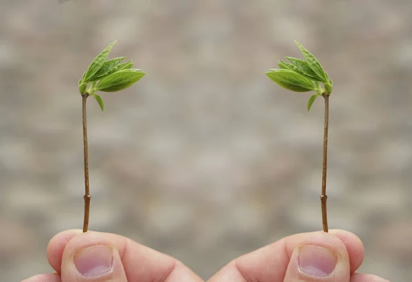 Dos Las Plantas Jóvenes Que Crecen Las Manos Nueva Lefe — Foto de Stock