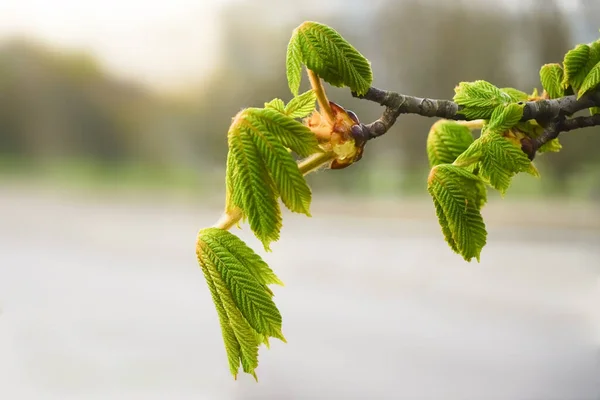 Brunch Zielonymi Liśćmi Wiosenny Słoneczny Dzień Kasztanowiec — Zdjęcie stockowe