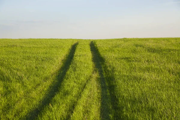 Caminho Através Campo Verde Gramado Natureza Selvagem Fundo — Fotografia de Stock