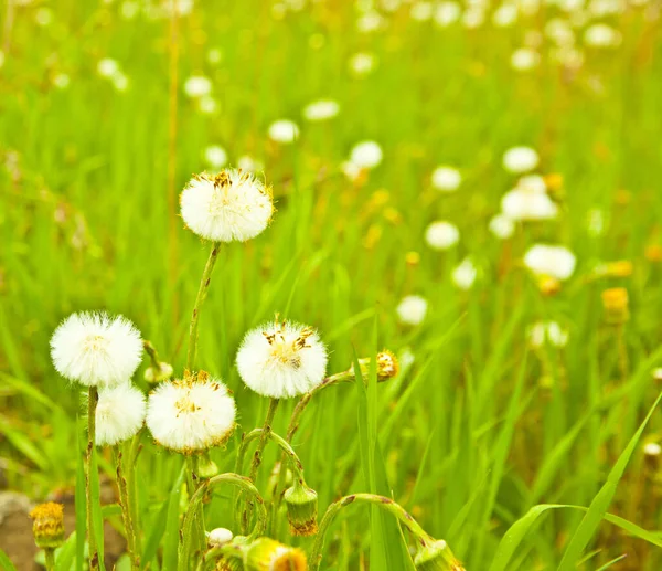 夏にはふわふわのタンポポのフィールド 緑の芝生の風景 — ストック写真