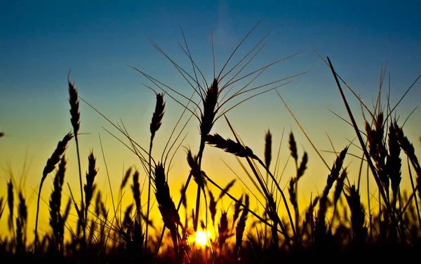 Zlaté Pšeničné Uši Rostoucí Poli Při Západu Slunce — Stock fotografie