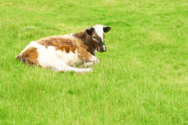 Vaca Branca Marrom Campo Grama Verde — Fotografia de Stock