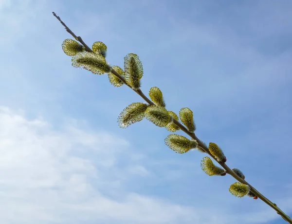 Gren Med Fluffiga Knoppar Bakgrund Blå Molnig Himmel — Stockfoto