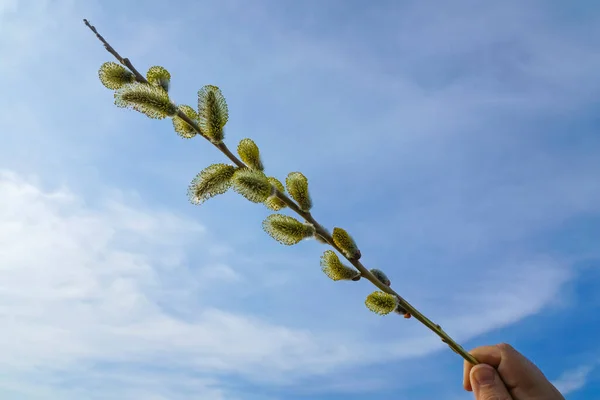 Man Hand Hålla Gren Med Fluffiga Knoppar Bakgrund Blå Molnig — Stockfoto