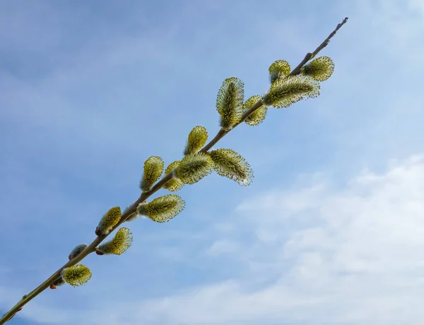 Gren Med Fluffiga Knoppar Bakgrund Blå Molnig Himmel — Stockfoto