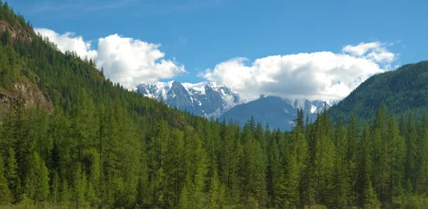 Zasněžené Hory Borové Lesy Altai Rusko Horské Pozadí Letní Sezóna — Stock fotografie