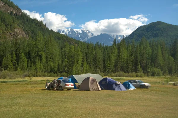 Birçok çadır turistik yerlerde, dağlarda ve çam ormanlarında. Altai, Rusya. Dağların arka planında turist çadırları. Yaz kampı. Karla kaplı dağ zirveleri.