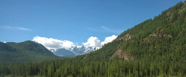 多雪的高山和松树林 阿尔泰 俄罗斯 山地背景 夏天的季节多雪的山峰 — 图库照片