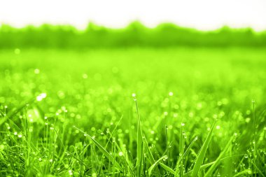 Çiy damlaları olan taze yeşil çimenler. Yağmurdan sonra taze çimenlere su damlaları düşer. Yeşil çimlerin üzerinde hafif sabah çiği. Çok güzel bir bokeh. Küçük alan derinliği.