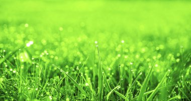 Çiy damlaları olan taze yeşil çimenler. Yağmurdan sonra taze çimenlere su damlaları düşer. Yeşil çimlerin üzerinde hafif sabah çiği. Çok güzel bir bokeh. Küçük alan derinliği.