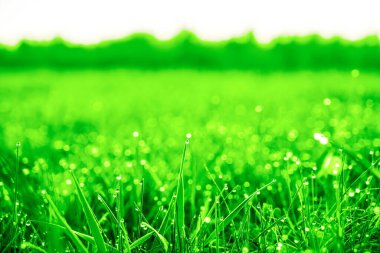 Çiy damlaları olan taze yeşil çimenler. Yağmurdan sonra taze çimenlere su damlaları düşer. Yeşil çimlerin üzerinde hafif sabah çiği. Çok güzel bir bokeh. Küçük alan derinliği.