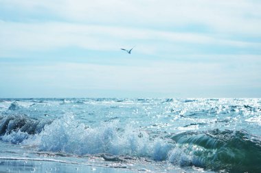  Bir martı kuşu su sıçratan suyun üzerinde uçuyor. Baltık Denizi üzerinde martılar. Rüzgarlı hava.