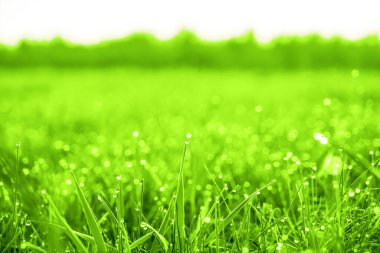 Çiy damlaları olan taze yeşil çimenler. Yağmurdan sonra taze çimenlere su damlaları düşer. Yeşil çimlerin üzerinde hafif sabah çiği. Çok güzel bir bokeh. Küçük alan derinliği.