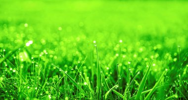 Çiy damlaları olan taze yeşil çimenler. Yağmurdan sonra taze çimenlere su damlaları düşer. Yeşil çimlerin üzerinde hafif sabah çiği. Çok güzel bir bokeh. Küçük alan derinliği.